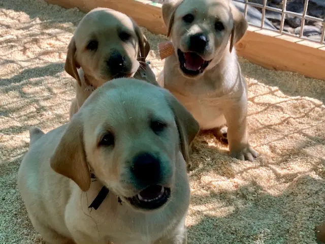 Three puppies are sitting together on the ground.