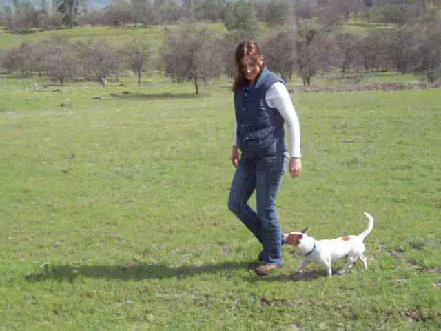 A woman walking her dog in the grass.