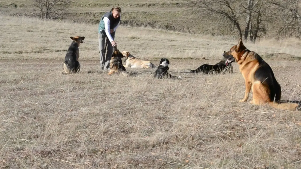 A woman is playing with dogs in the field