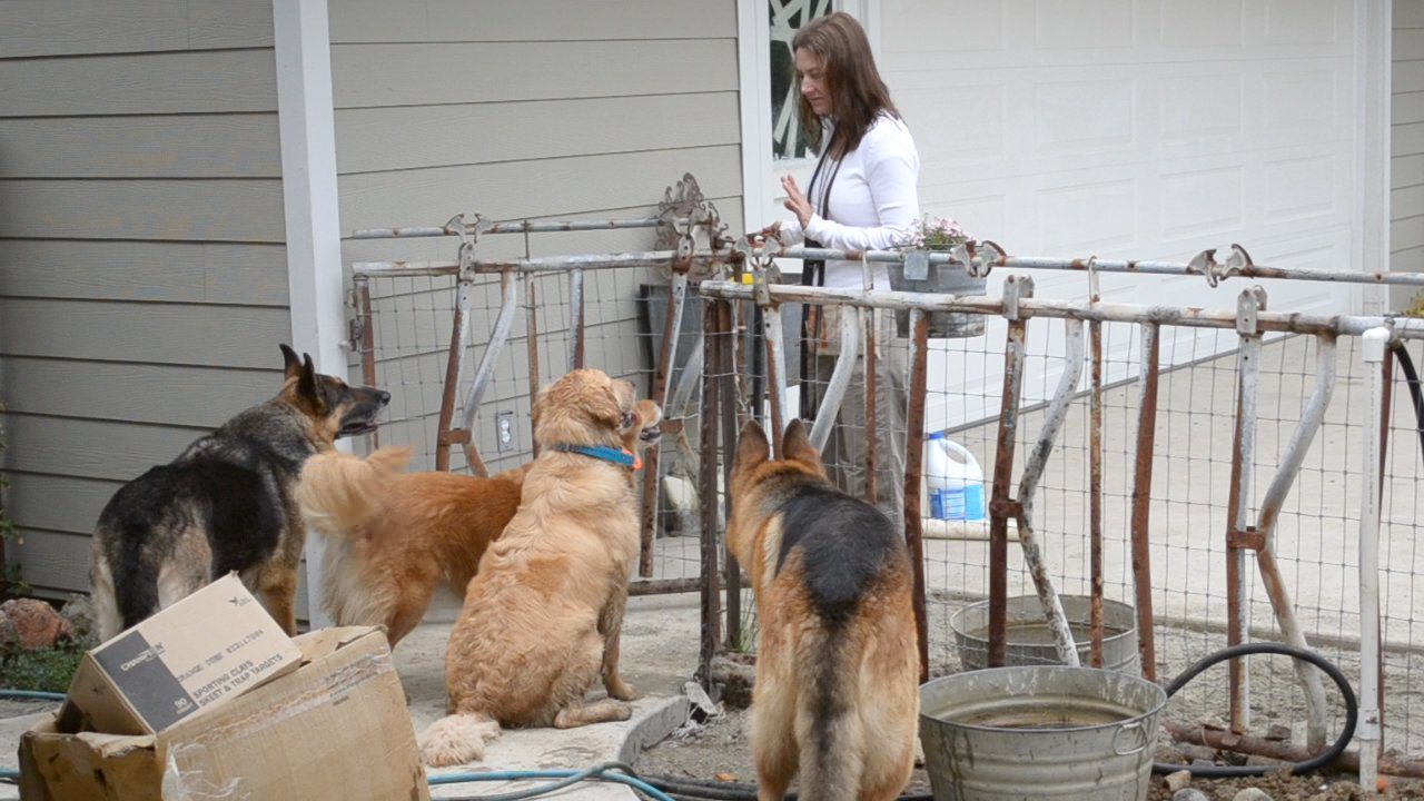 A woman standing next to three dogs on the ground.