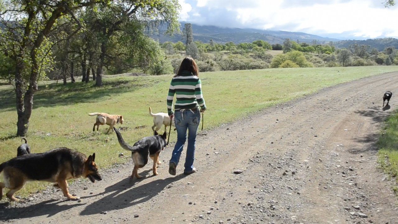 A woman walking two dogs on a dirt road.