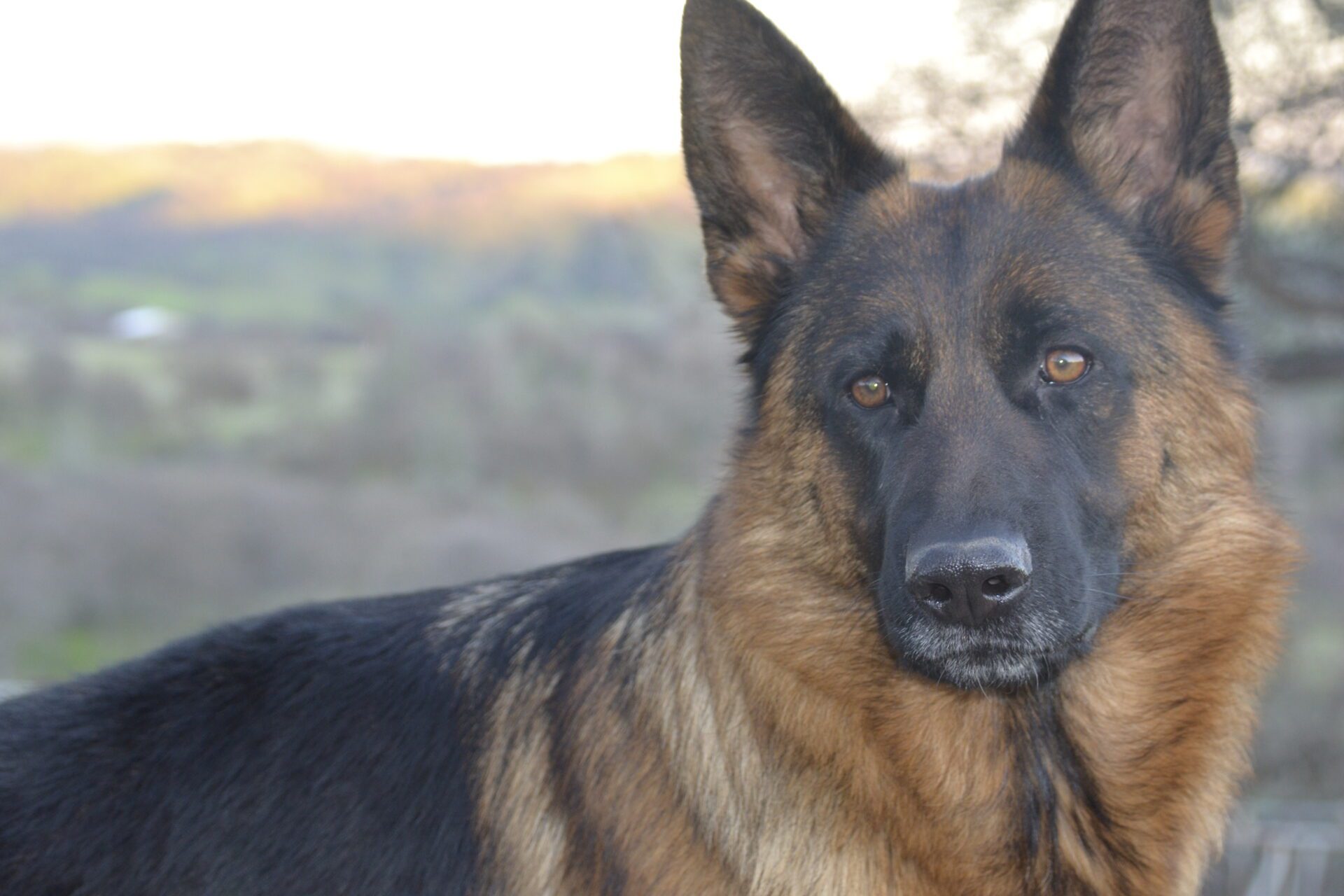 A german shepherd dog with long hair and black fur.