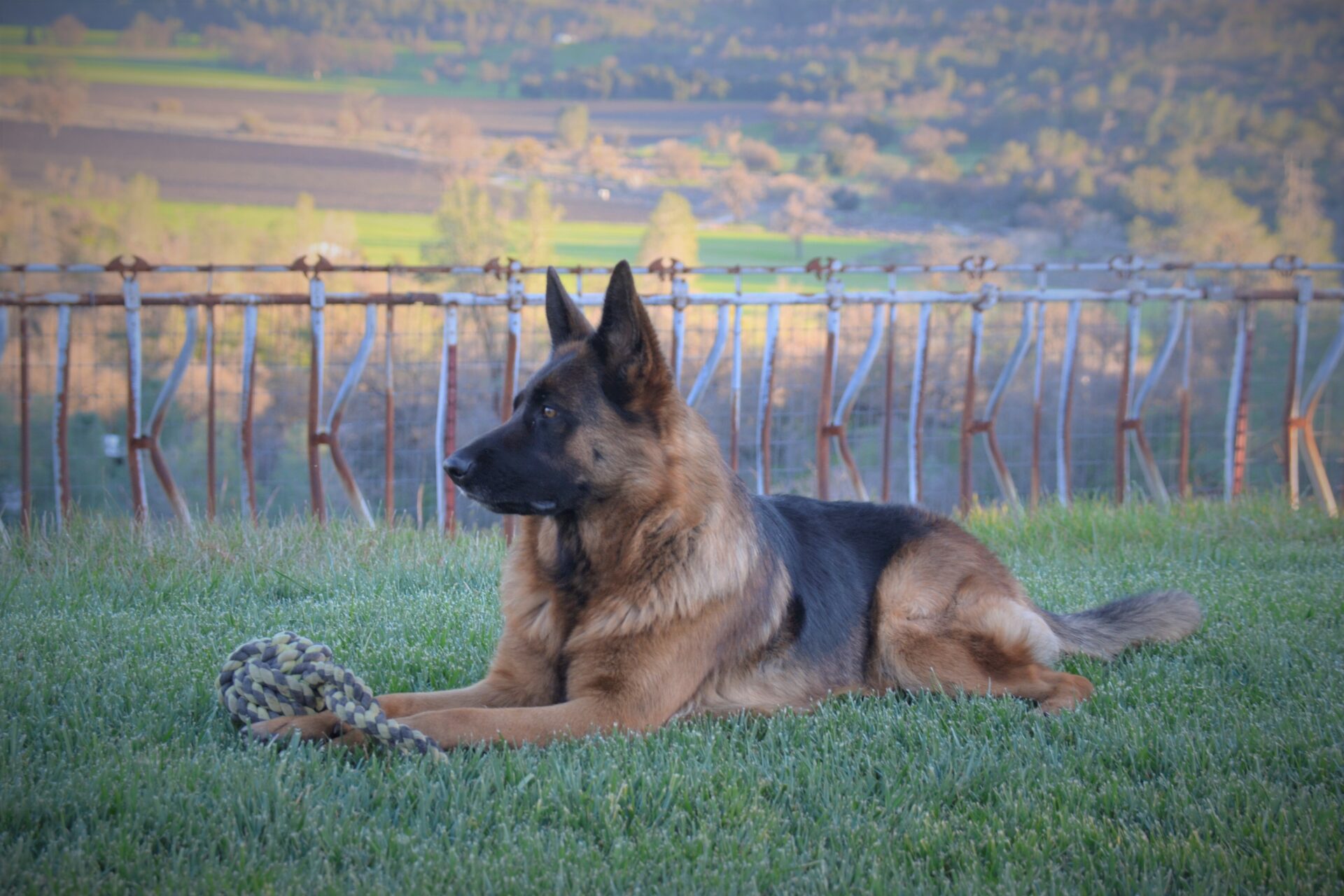 A german shepherd laying in the grass near a fence.