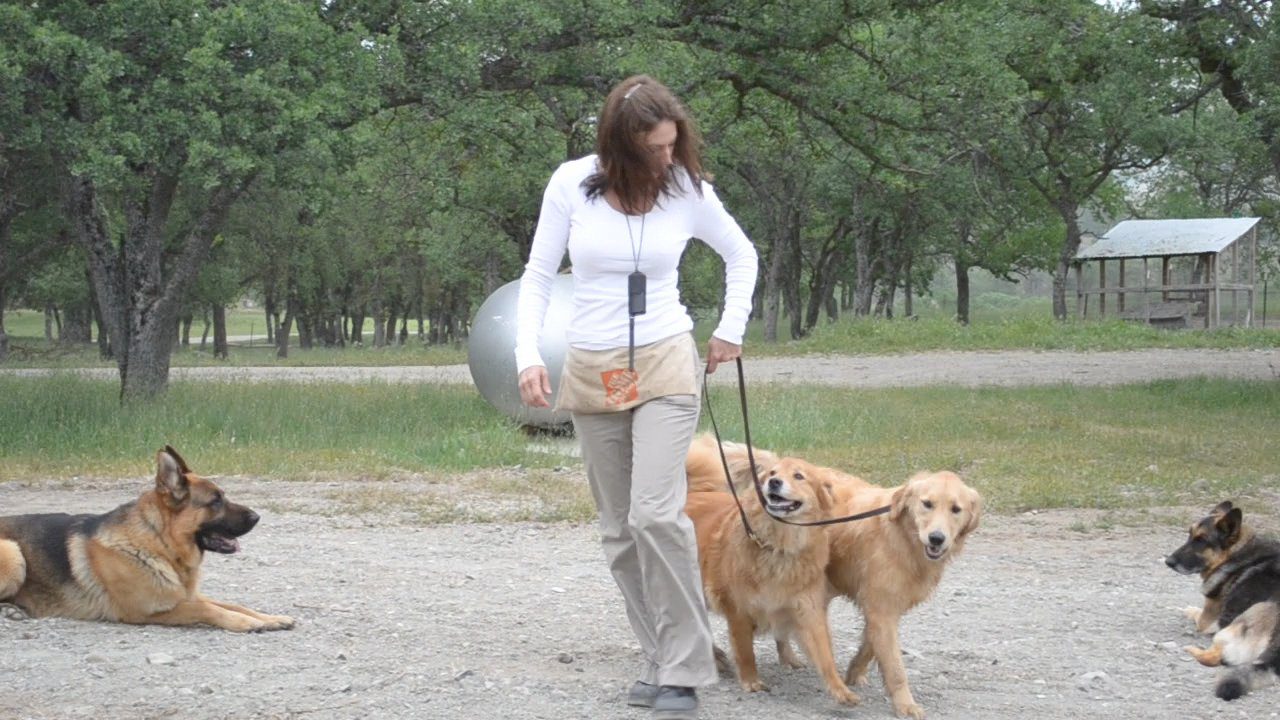 A woman walking two dogs on leashes.