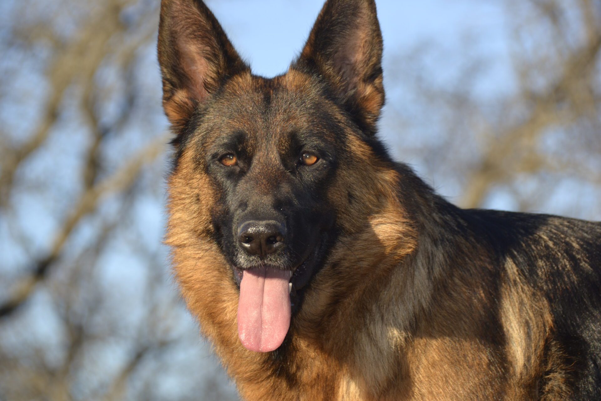 A german shepherd dog with its tongue hanging out.