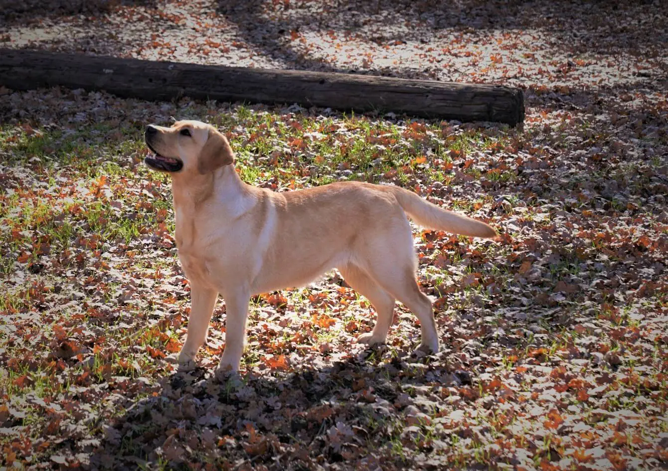 A dog standing in the leaves on the ground.