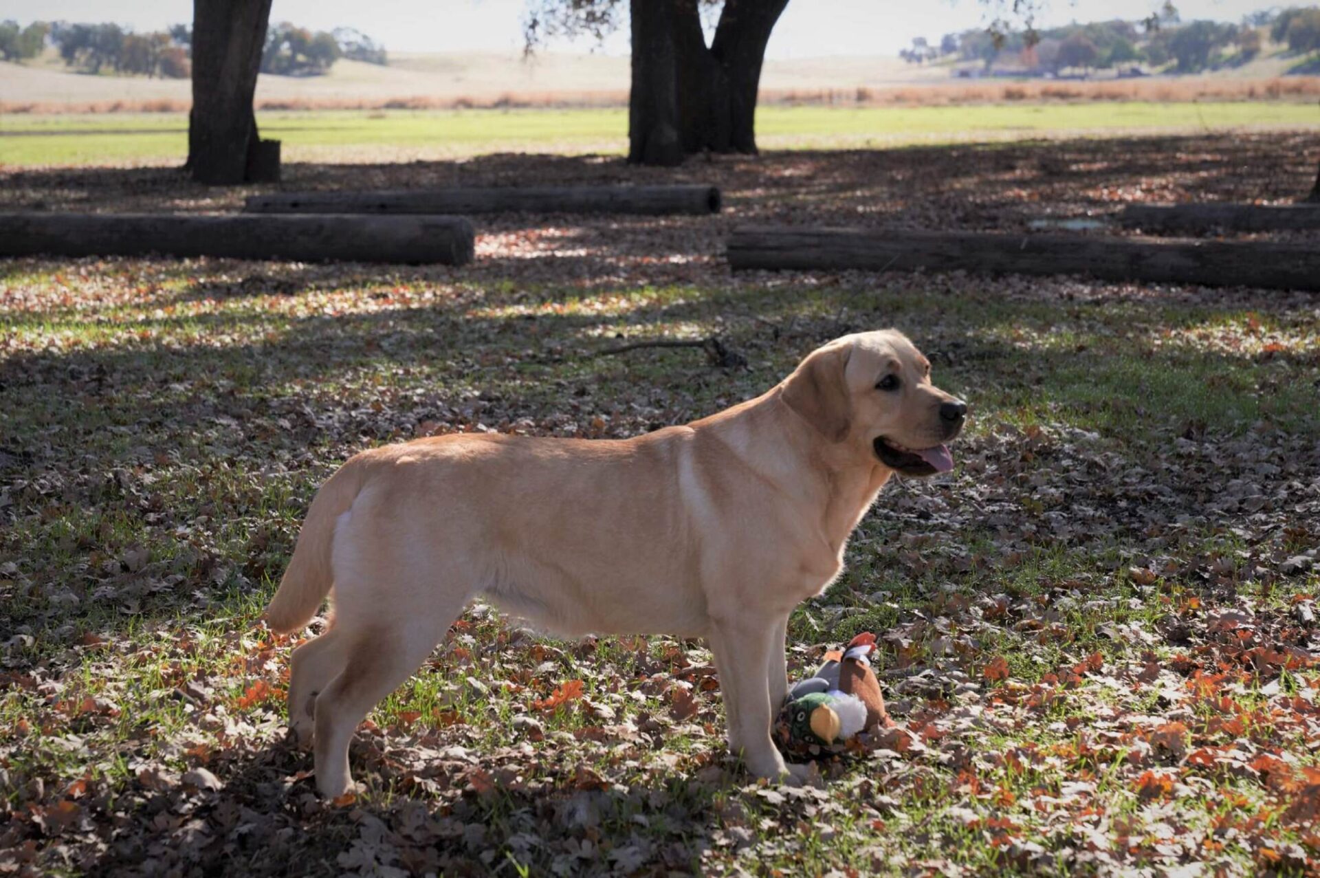 A dog standing in the grass with a ball.