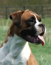 A close up of a dog 's face with grass in the background