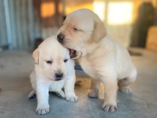 Two puppies are sitting on the floor together.