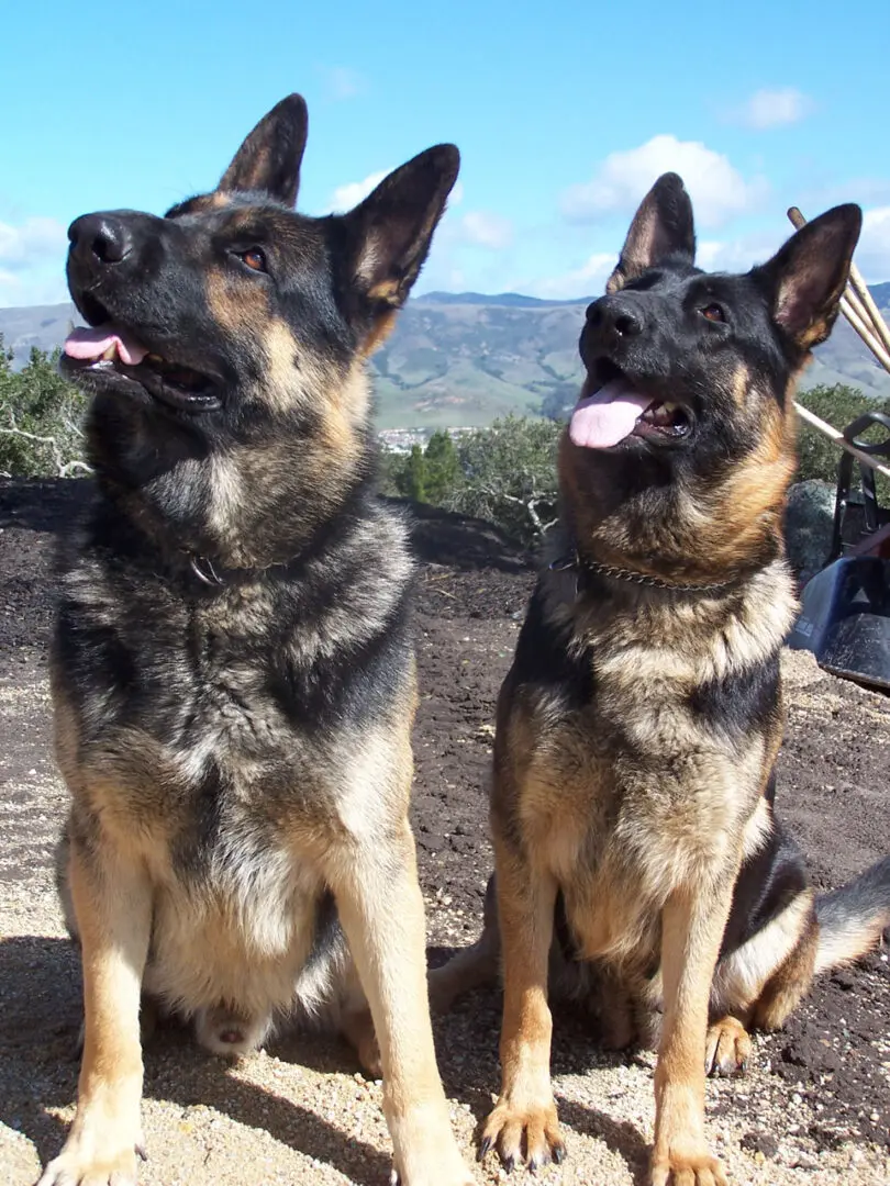 Two german shepherds sitting on a dirt ground.