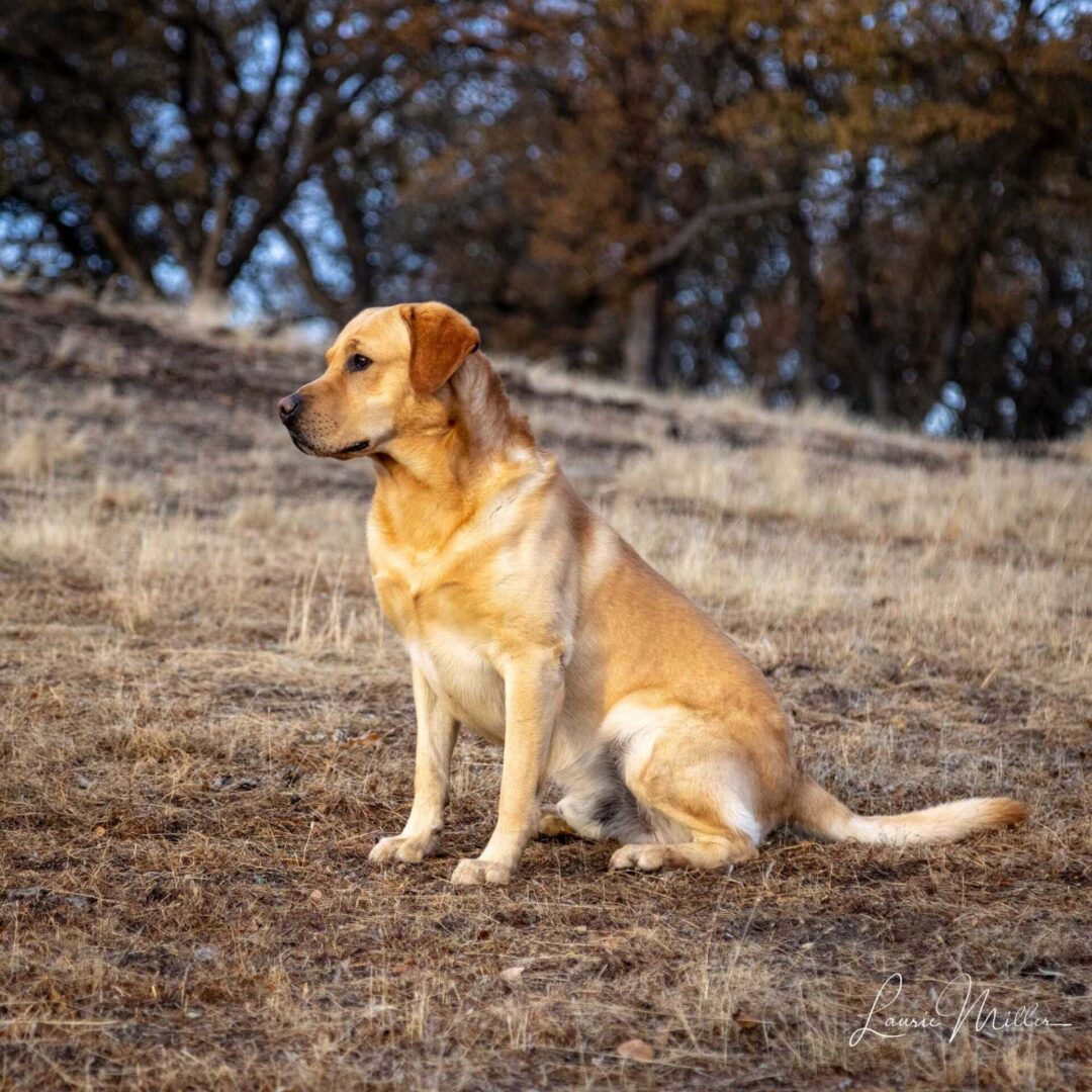 Varian Kennels