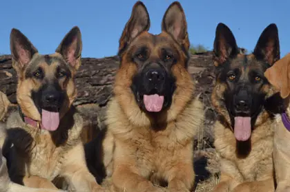 Three german shepherd dogs sitting in front of a log.