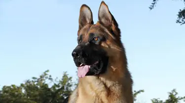 A german shepherd dog with its tongue hanging out.