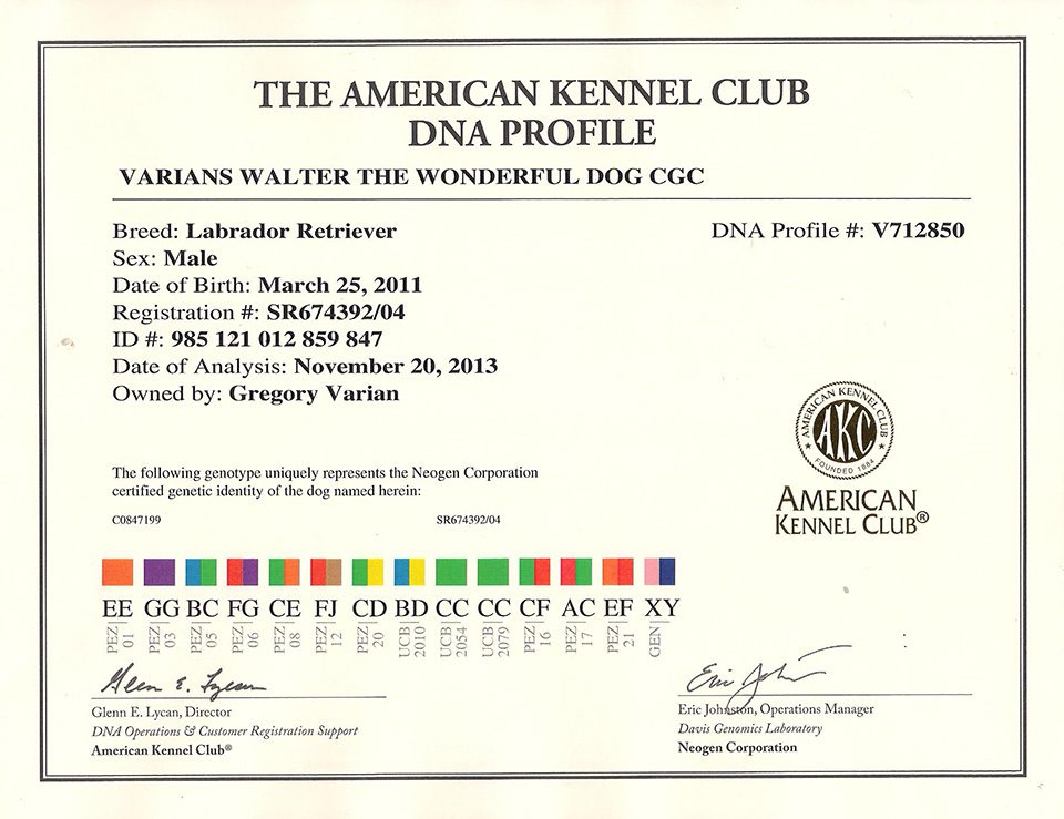 A certificate of authenticity for an american kennel club dna profile.