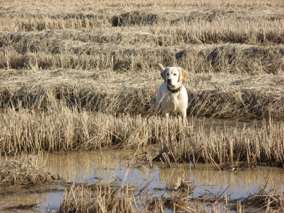 A dog standing in the middle of a field.