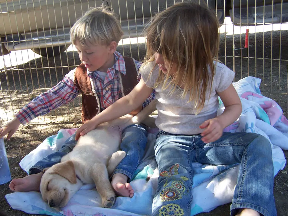 A boy and girl petting a dog on the ground.
