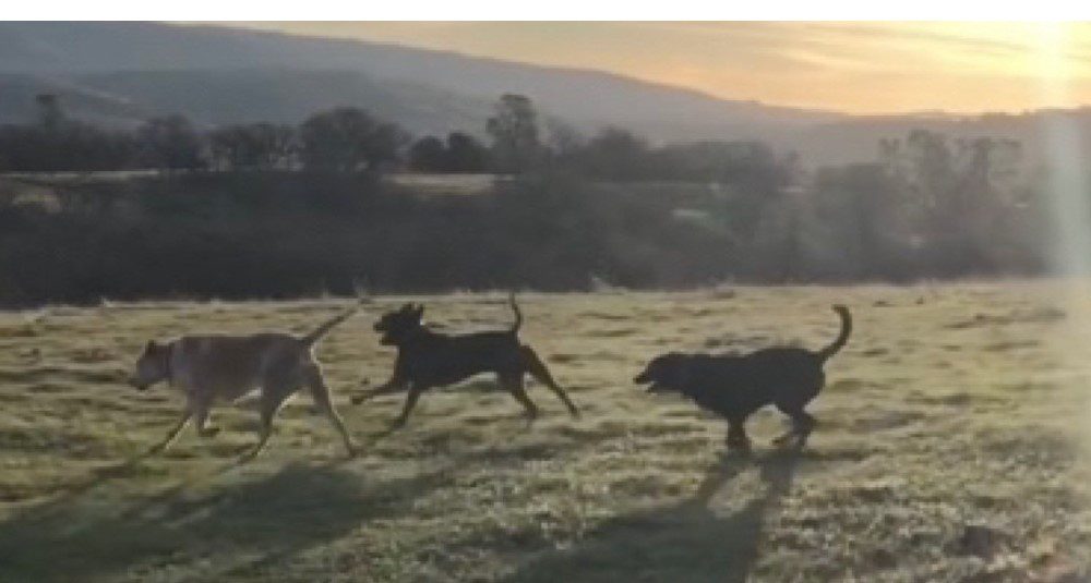 A group of dogs running in the grass.