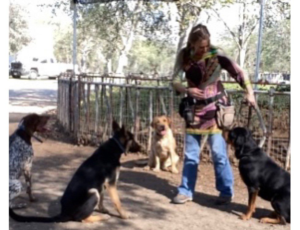 A woman is holding onto a leash while two dogs sit on the ground.