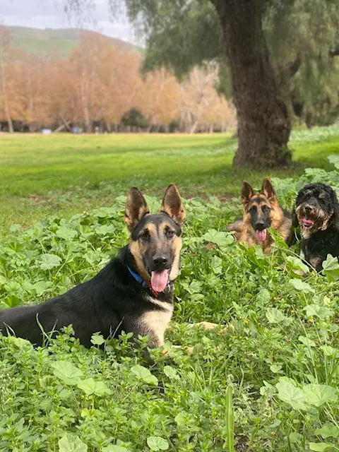A group of dogs laying in the grass.