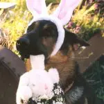 A dog wearing bunny ears and holding a stuffed animal.
