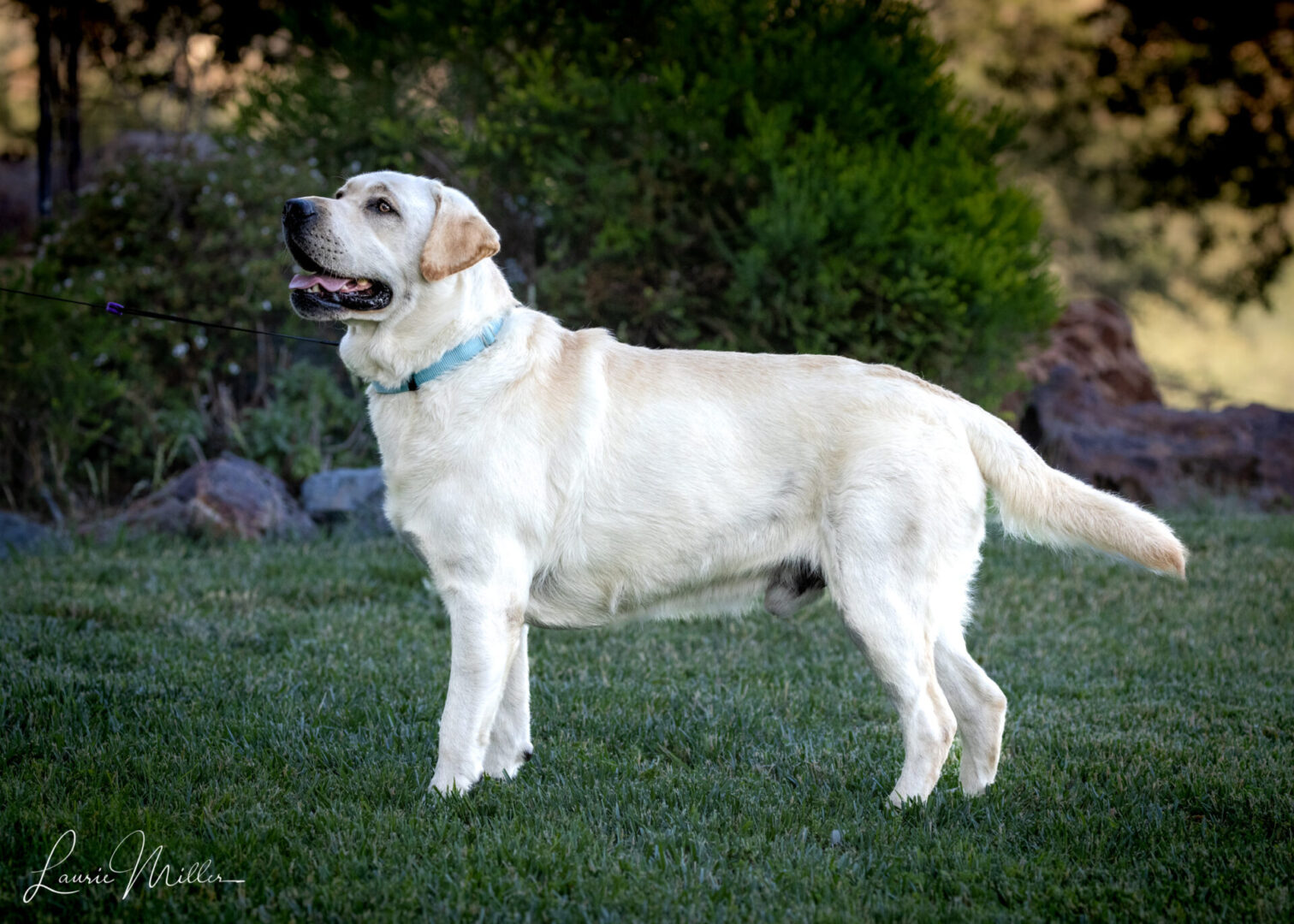 A white dog standing in the grass with its mouth open.