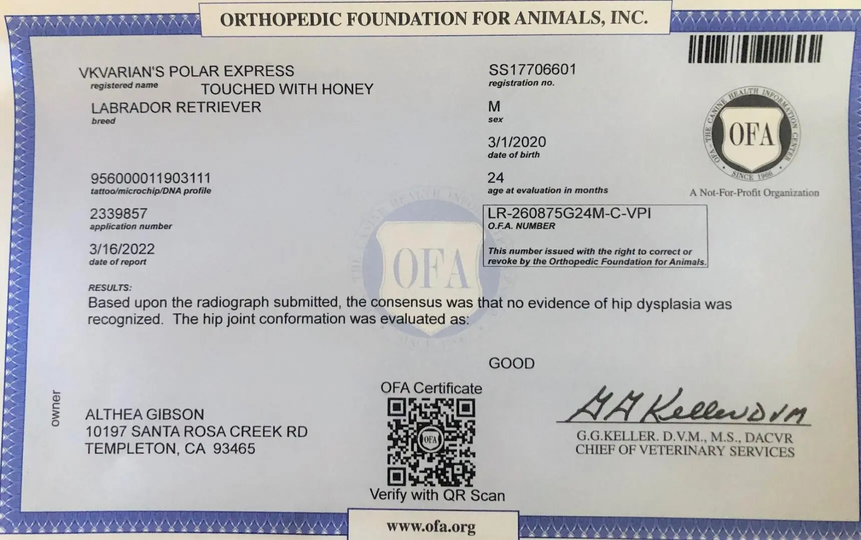 Orthopedic Foundation For Animals DNA Report in Blue