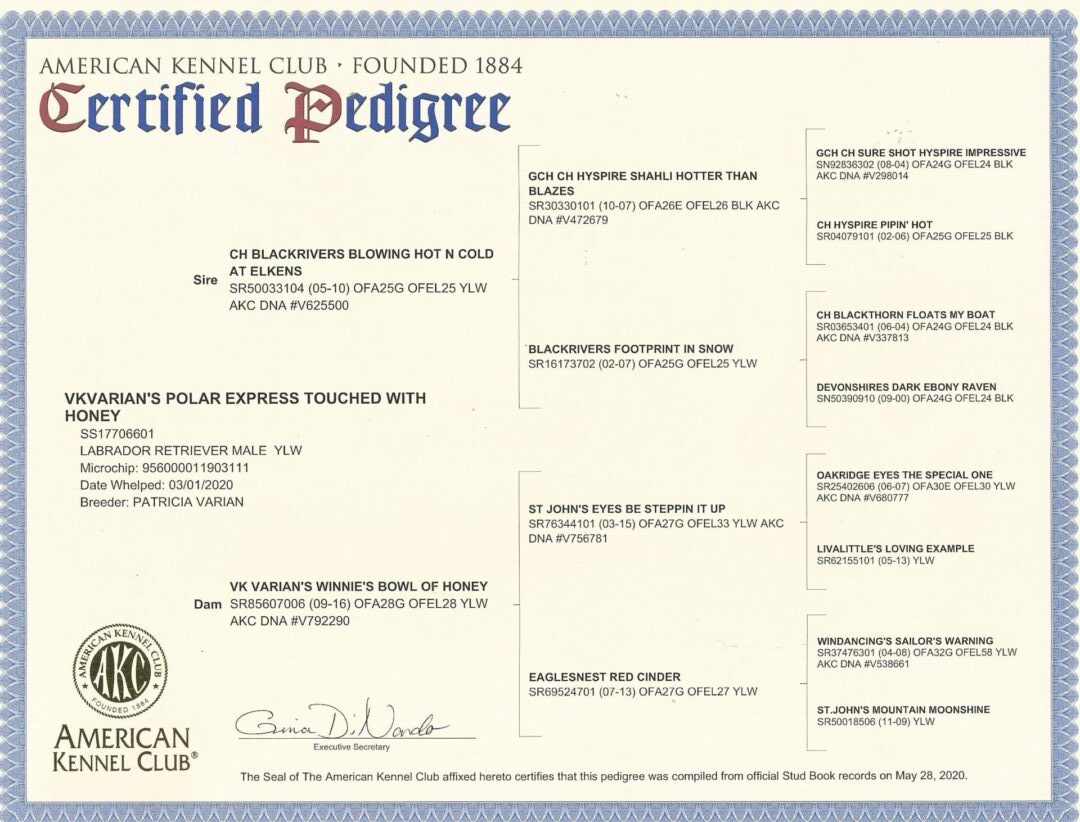 American Kennel Club Paternity Birth Certificate