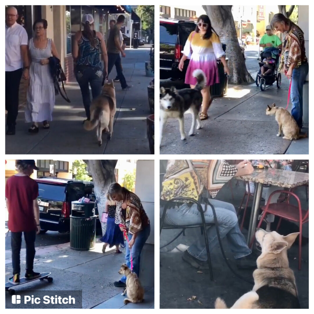 A collage of people walking dogs on the sidewalk.