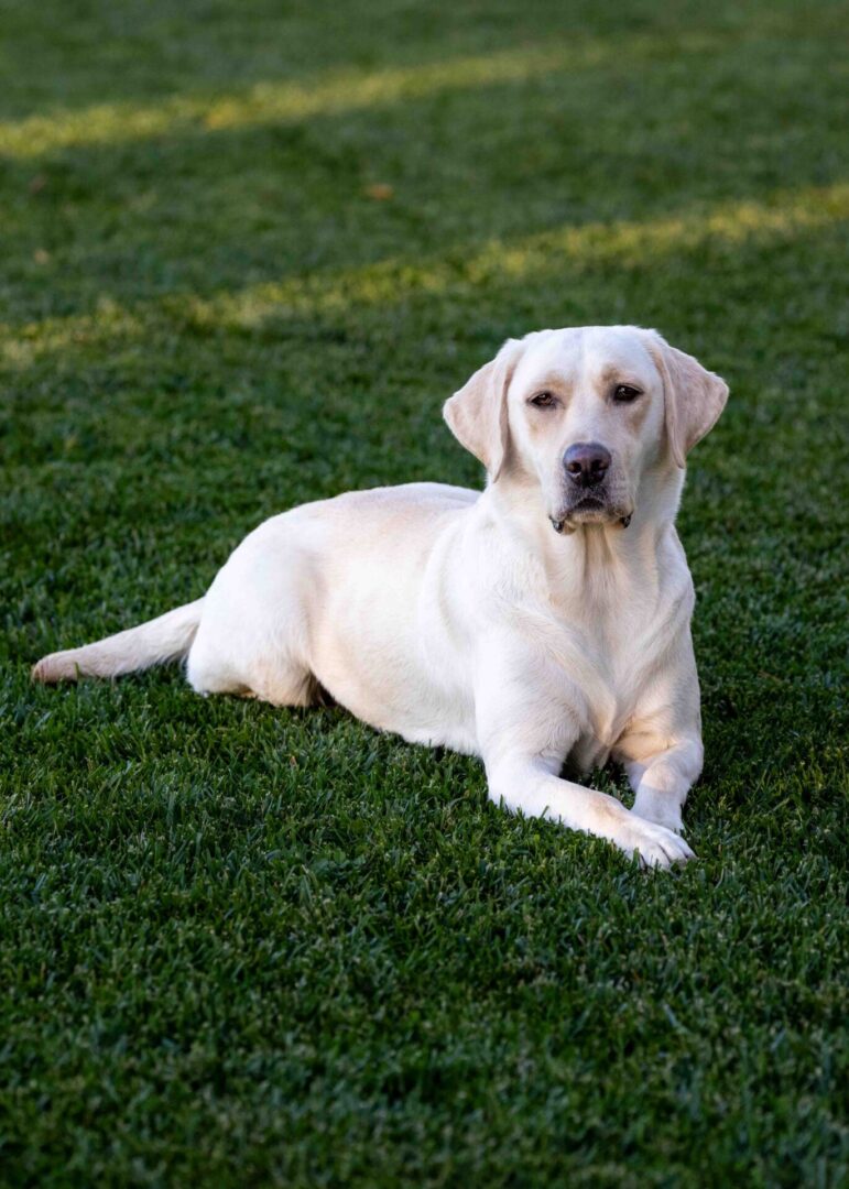A white dog laying in the grass with its head on his paws.