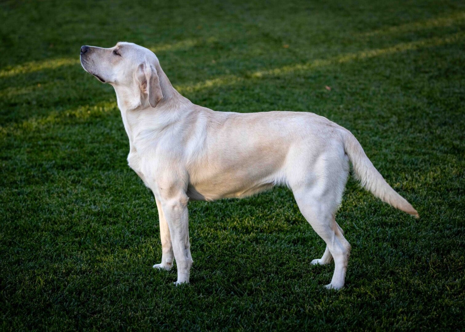 A white dog standing in the grass looking up.