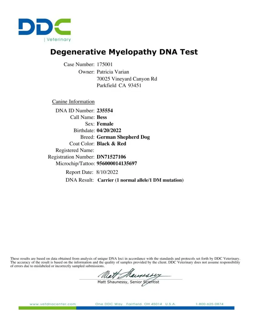 Degenerative Myelopathy DNA test results for Bess.