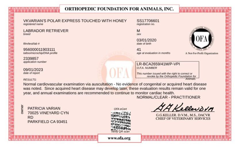 Labrador Retriever health certificate.