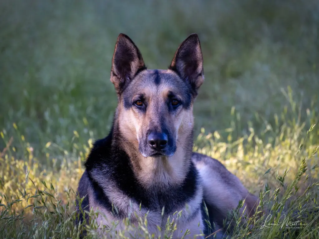 A German Shepherd dog laying in grass.