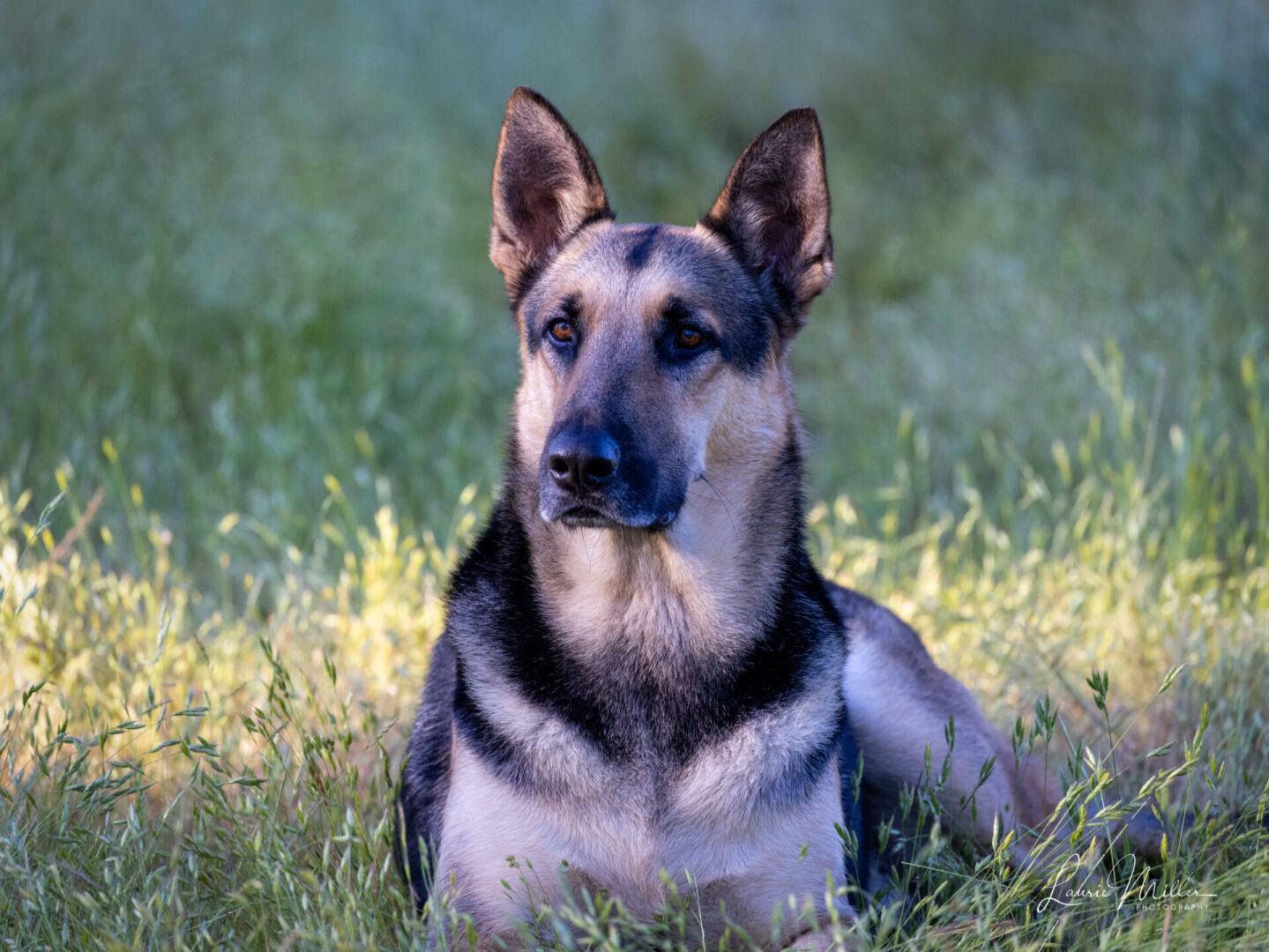 A German Shepherd dog in tall grass.