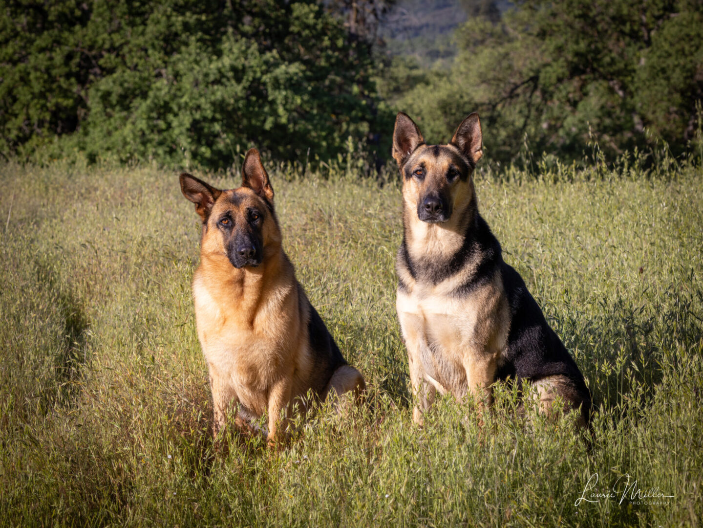 Two German Shepherds sitting in tall grass.