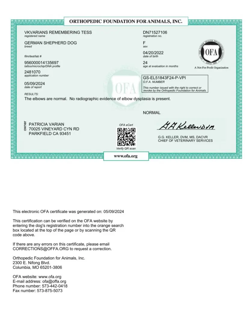 OFA certificate for a German Shepherd.