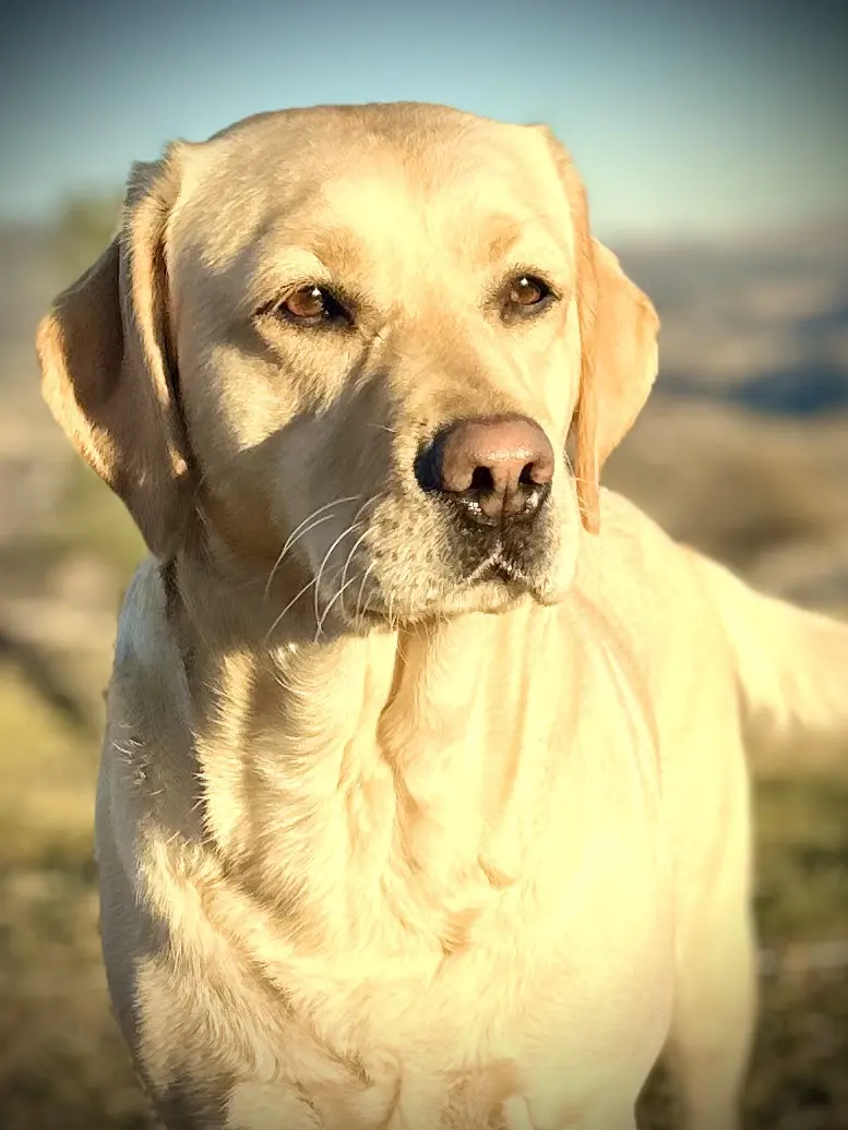 A close up of a dog 's face with trees in the background