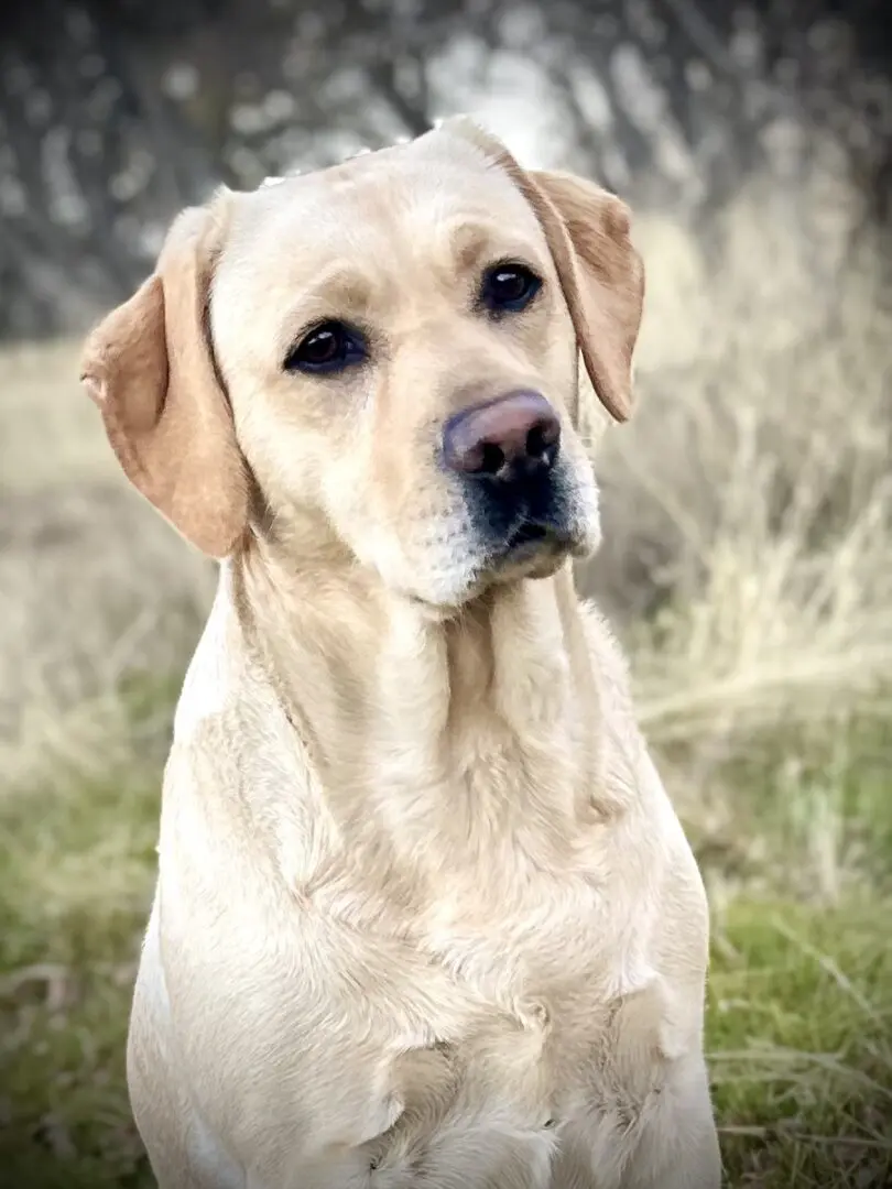 A close up of a dog in the grass