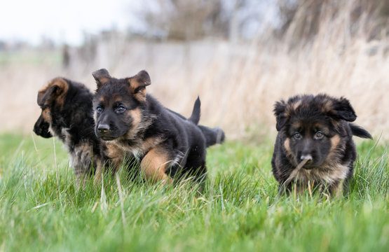 Labrador retriever puppies running around in a large field.