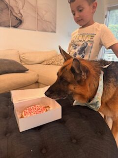 German Shepherd Dogs from Varian Kennel