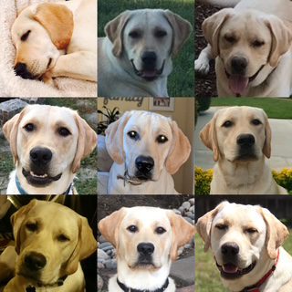 Labrador Retriever Breeder Collage