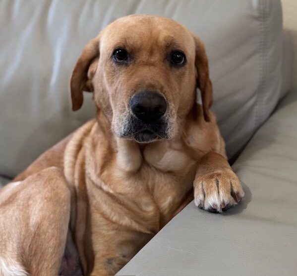 Foxy red Labrador Retriever
