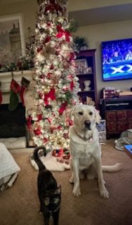 Labrador Retriever at Christmas