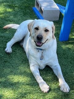 Labrador Retrievers4