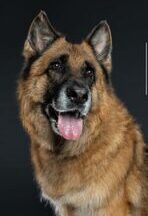 Service dog from Varian Kennels