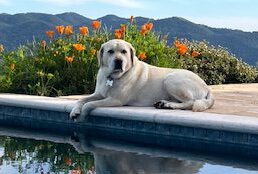 Labrador Retriever Laying by a pool