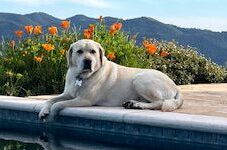 Labrador Retriever Laying by a pool