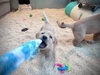 Labrador Retriever Puppies playing at Varian Kennels