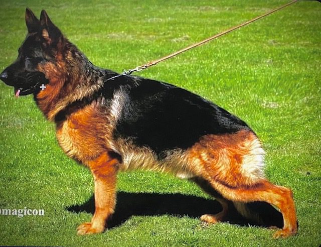 German Shepherd Stud Dog Bred to Tess 