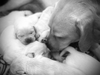 Labrador Retriever Puppy and mama